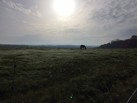 cheval dans la brume