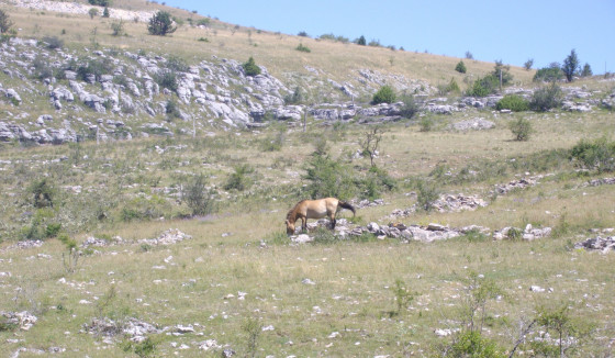 Cheval de Przewalski