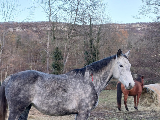 Chevaux au pré