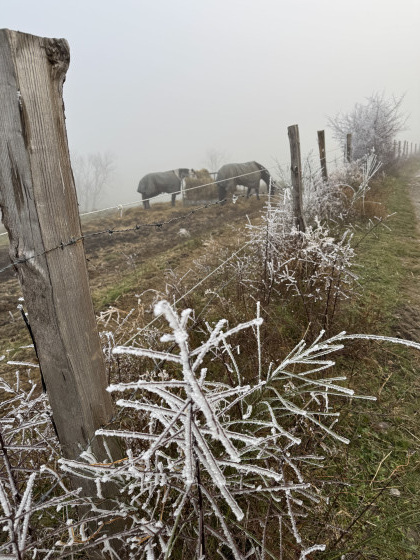 Chevaux au dessus du lac