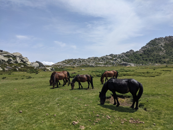Chevaux au milieu des pozzines