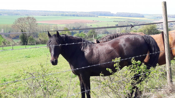 Chevaux avant Parnes