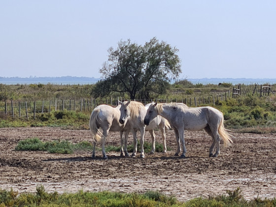 Chevaux de Camargue