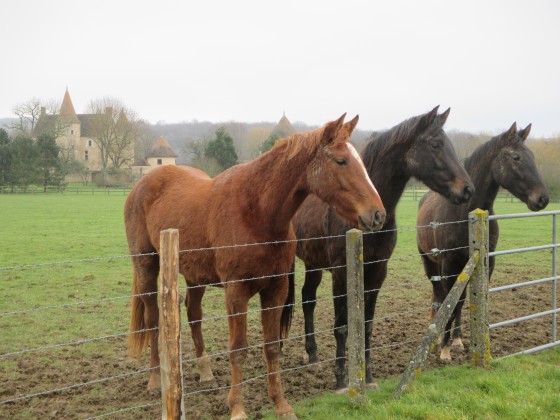 chevaux curieux