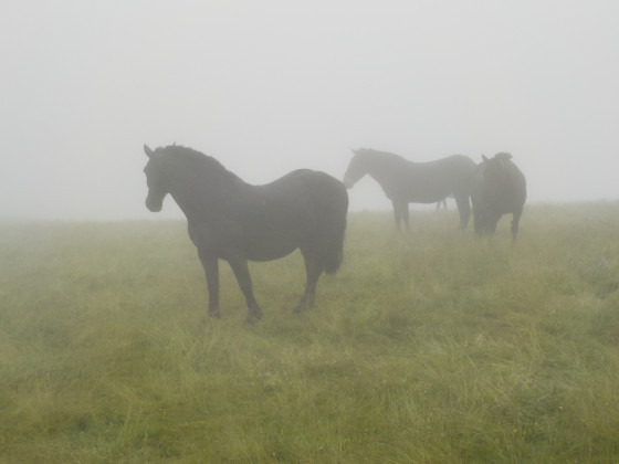 Chevaux dans la brume