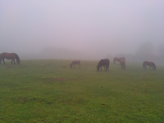 Chevaux dans la brume