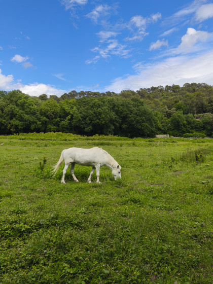 Chevaux dans la prairie