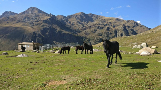 Chevaux de Merens sur la pâturage dans la vallée de l'Aston