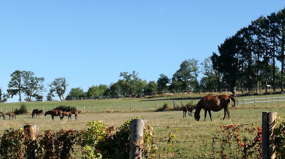 Chevaux du Domaine de Chignac