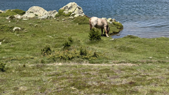 Chevaux en estive