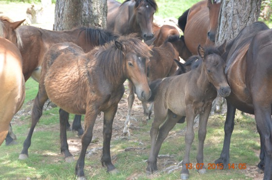 Chevaux en libert&eacute;