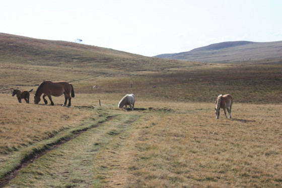 Chevaux et Poulains