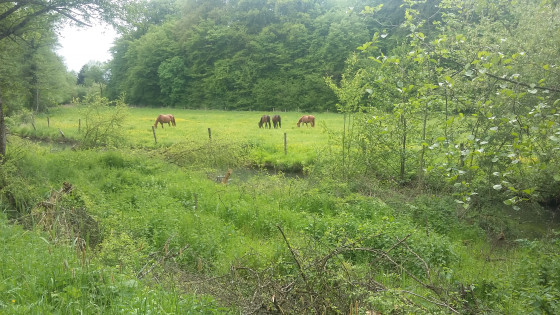 Chevaux pres de la riviere la Douce
