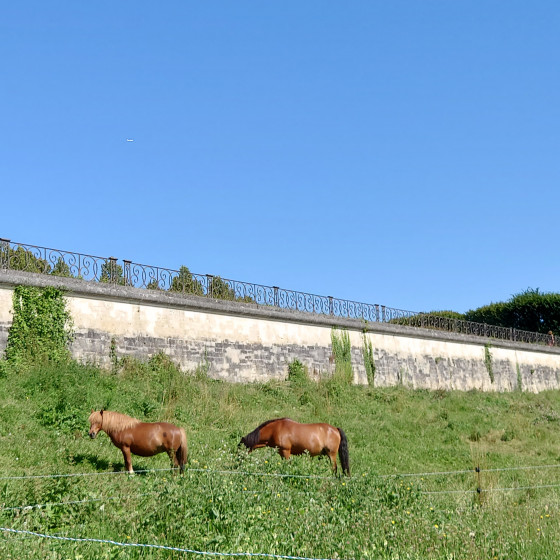 Chevaux sous la Terrasse Chevaux sous la Terrasse
