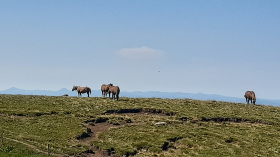 Chevaux sur fond de Monts du Cantal