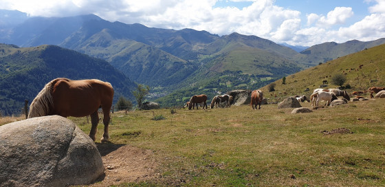 CHEVAUX