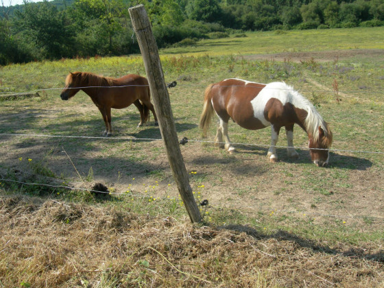 Chevaux