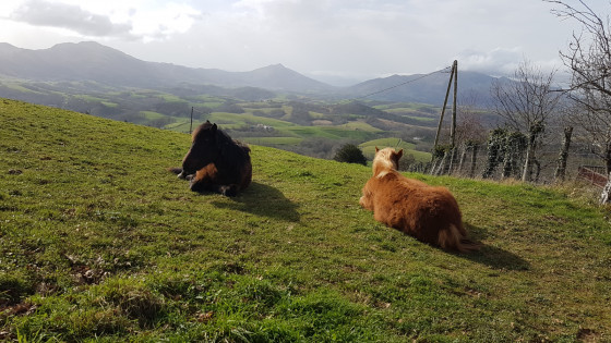 Chevaux