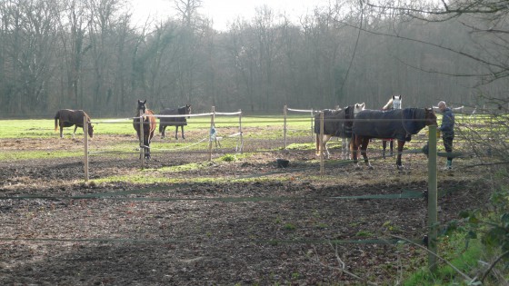 Chevaux