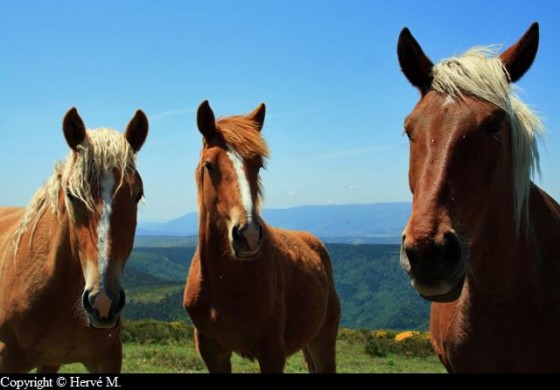 Chevaux