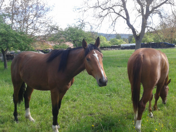 Chevaux