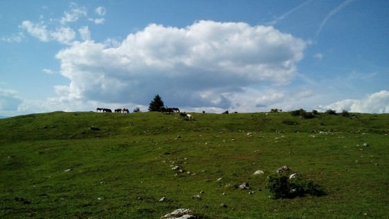 Chevaux