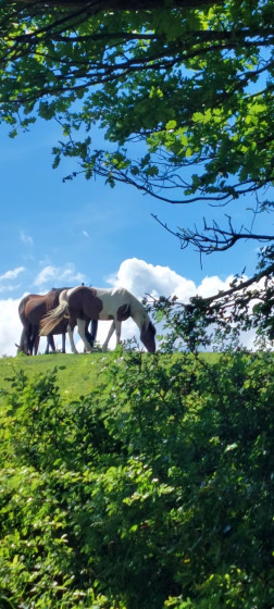 Chevaux