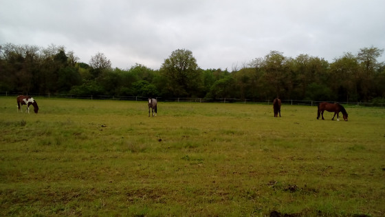 Chevaux