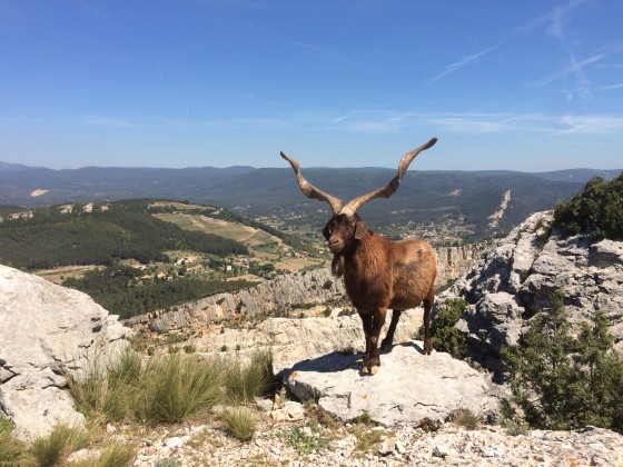 Beau specimen de la race caprine Rove