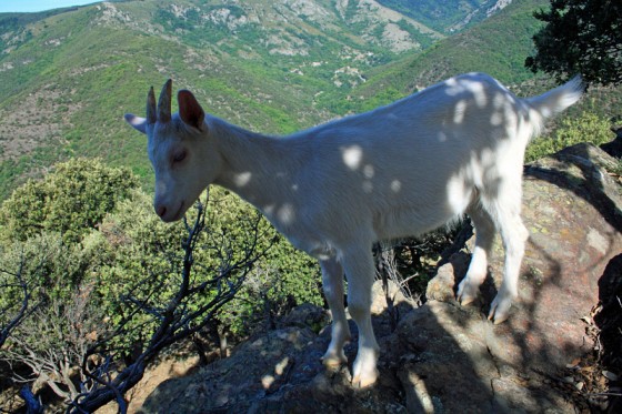 Le chevreau qui voulait me suivre