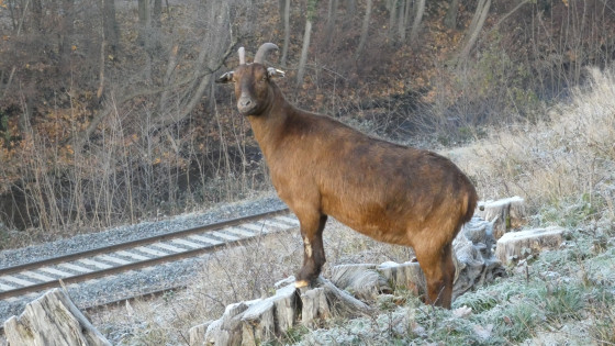 Chèvre dans le parc à animaux domestiques
