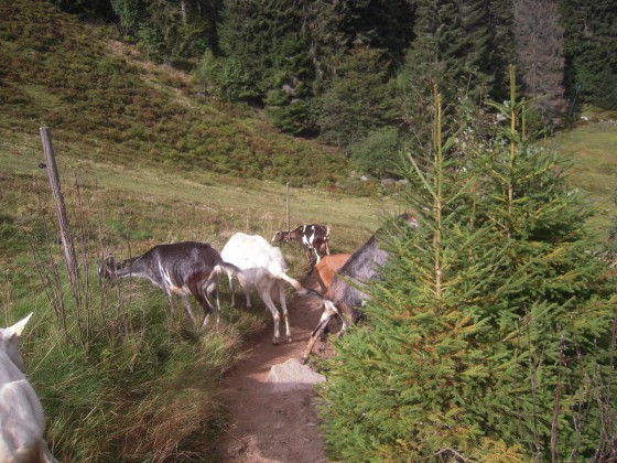 Chèvres croisées sur le chemin