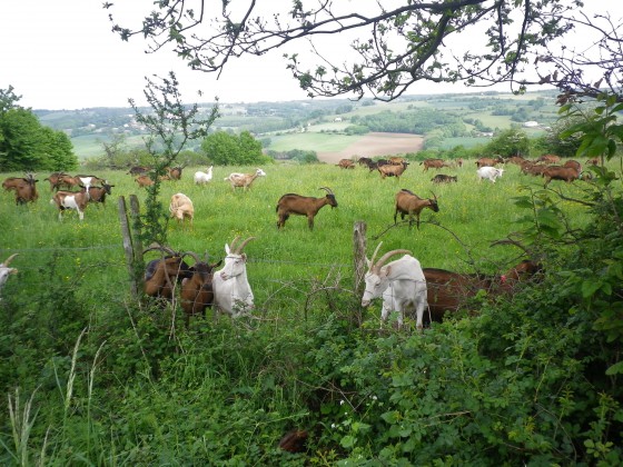 Chèvres curieuses
