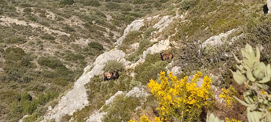 Chèvres sur le plateau