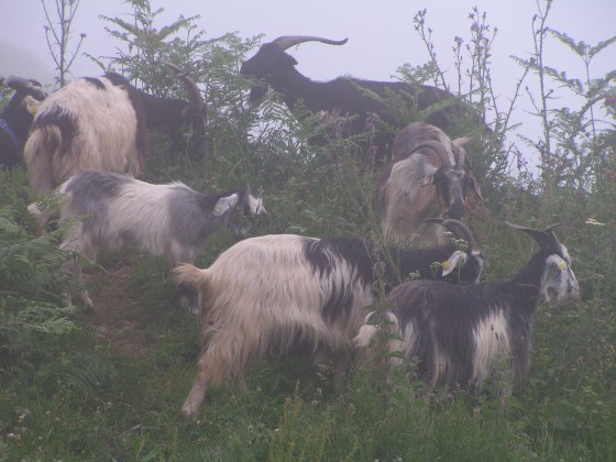 Chèvres Pyrénéennes