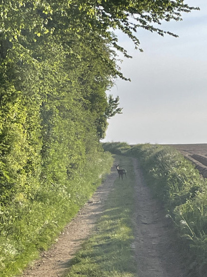 Chevreuil sur le parcours