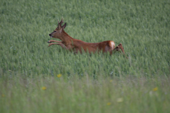 Chevreuil