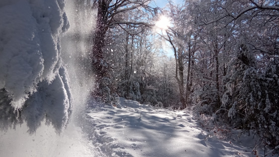 Chute de neige