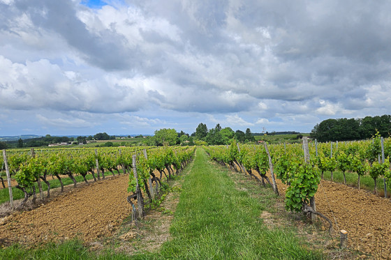 Ciel d'orage sur les vignes