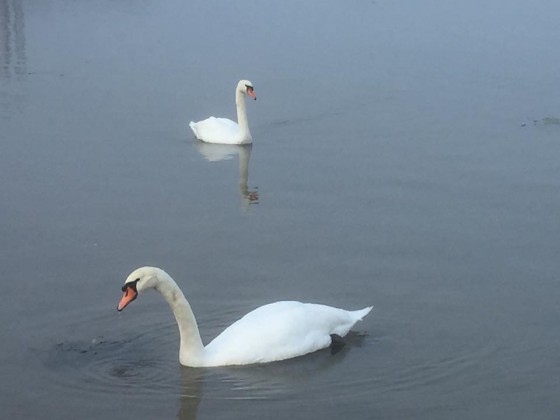 Cygnes