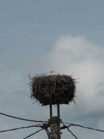 cigogneau dans son nid