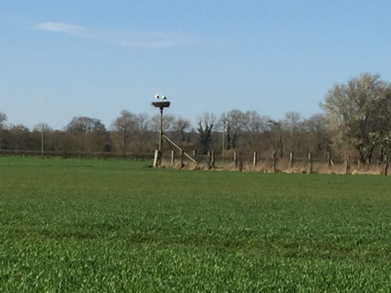 Cigognes au nid au Bois Roger
