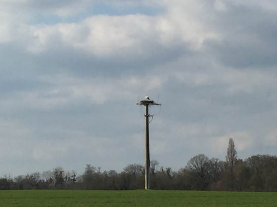 Cigognes au nid au Bois Roger