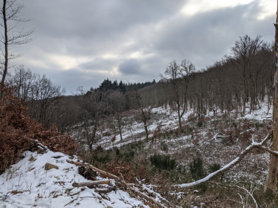 Clairi&egrave;re avec des coupes de bois