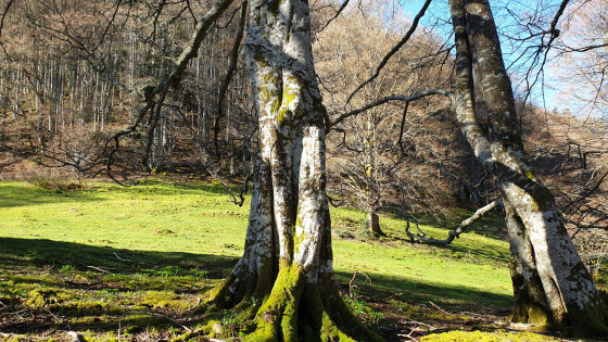 Clairière de Couret-Beroy Clairière de Couret-Beroy