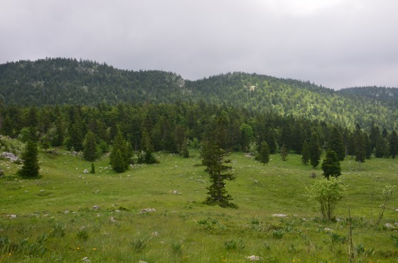 Clairi&egrave;re sur le chemin forestier du retour,