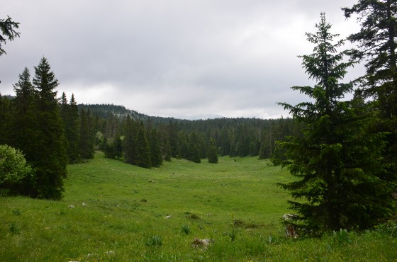 Clairi&egrave;re sur le chemin forestier du retour,