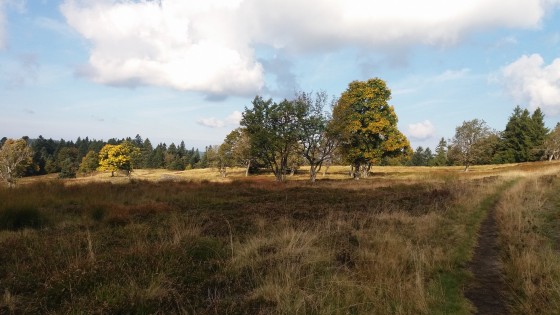 clairière
