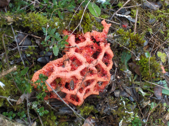 Clathre Rouge, champignon
