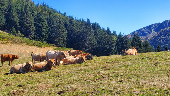 Col de Joux